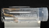 梧棲搓蟄蟲藏品圖，第1張