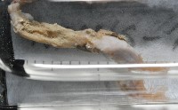 梧棲搓蟄蟲藏品圖，第3張