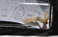 梧棲搓蟄蟲藏品圖，第1張
