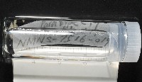 梧棲搓蟄蟲藏品圖，第2張