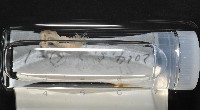 梧棲搓蟄蟲藏品圖，第3張