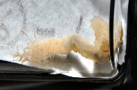 梧棲搓蟄蟲藏品圖，第4張