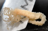梧棲搓蟄蟲藏品圖，第4張