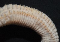 臺灣乳蟄蟲藏品圖，第3張