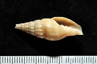 德華東沙蛹筆螺藏品圖，第1張