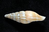 德華東沙蛹筆螺藏品圖，第2張