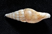 德華東沙蛹筆螺藏品圖，第3張