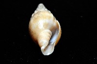 德華東沙蛹筆螺藏品圖，第4張