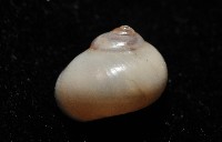 月華蠑螺藏品圖，第3張