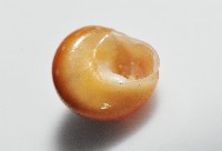 瓔珞蠑螺藏品圖，第4張