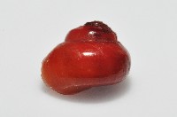 細雨蠑螺藏品圖，第3張