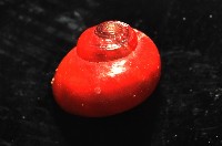 細雨蠑螺藏品圖，第6張