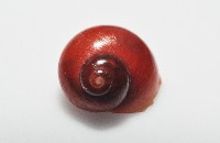停雲蠑螺藏品圖，第5張