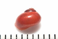 停雲蠑螺藏品圖，第8張