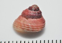 光華蠑螺藏品圖，第2張