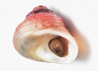 光華蠑螺藏品圖，第3張