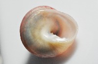 光華蠑螺藏品圖，第4張