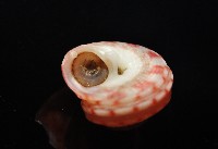 微風蠑螺藏品圖，第6張