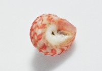 微風蠑螺藏品圖，第8張