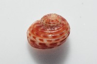 明輝蠑螺藏品圖，第6張