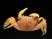 珊瑚擬相手蟹藏品圖，第2張