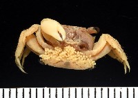 珊瑚擬相手蟹藏品圖，第3張