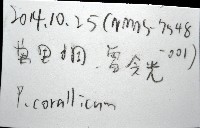 珊瑚擬相手蟹藏品圖，第7張