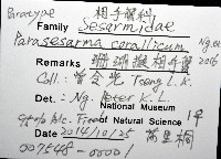 珊瑚擬相手蟹藏品圖，第8張