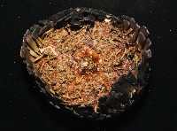 默氏笠海膽藏品圖，第3張