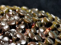 默氏笠海膽藏品圖，第4張