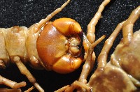 少棘蜈蚣(鳶頭蜈蚣)藏品圖，第3張