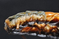 少棘蜈蚣(鳶頭蜈蚣)藏品圖，第4張