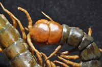 少棘蜈蚣(鳶頭蜈蚣)藏品圖，第5張