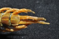 少棘蜈蚣(鳶頭蜈蚣)藏品圖，第7張