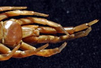 少棘蜈蚣(鳶頭蜈蚣)藏品圖，第8張