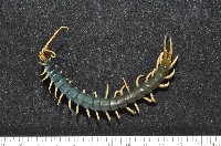 模棘蜈蚣(巨蜈蚣)藏品圖，第1張