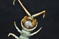 模棘蜈蚣(巨蜈蚣)藏品圖，第4張