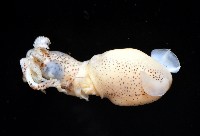 侏儒微鰭烏賊藏品圖，第4張