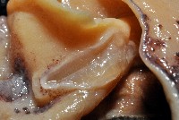 昆氏武裝魷藏品圖，第4張