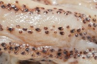 昆氏武裝魷藏品圖，第5張