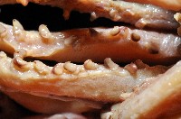 昆氏武裝魷藏品圖，第6張