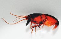 未知種合鼓蝦藏品圖，第4張