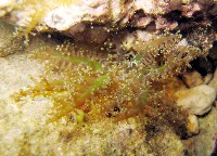 火焰海葵藏品圖，第1張
