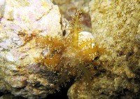 火焰海葵藏品圖，第3張