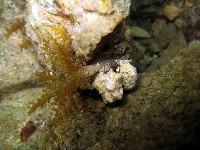 火焰海葵藏品圖，第4張