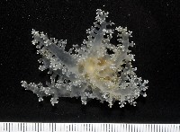 火焰海葵藏品圖，第5張