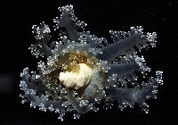 火焰海葵藏品圖，第6張
