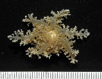 火焰海葵藏品圖，第7張