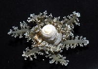 火焰海葵藏品圖，第8張