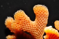 未知種五孔苔蟲藏品圖，第4張